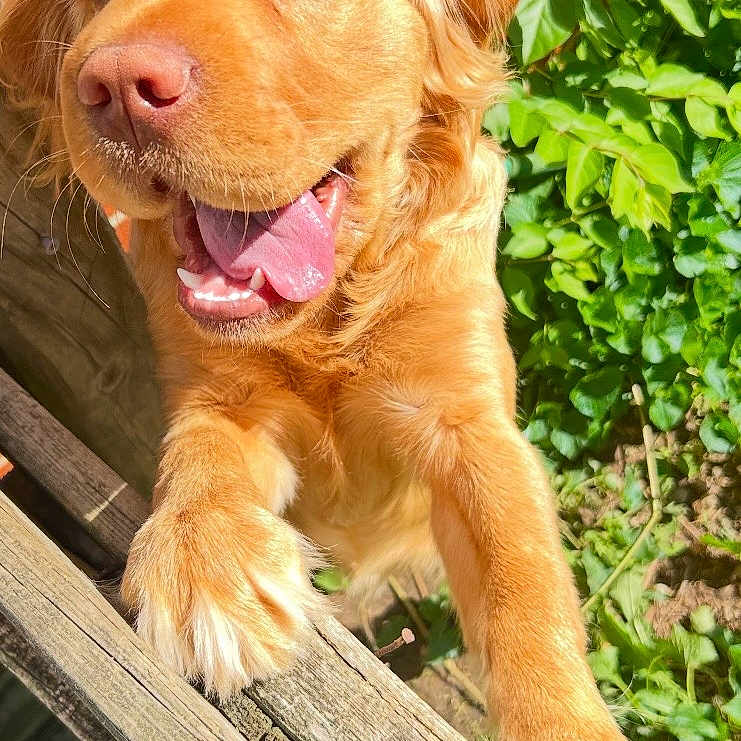 Brutus