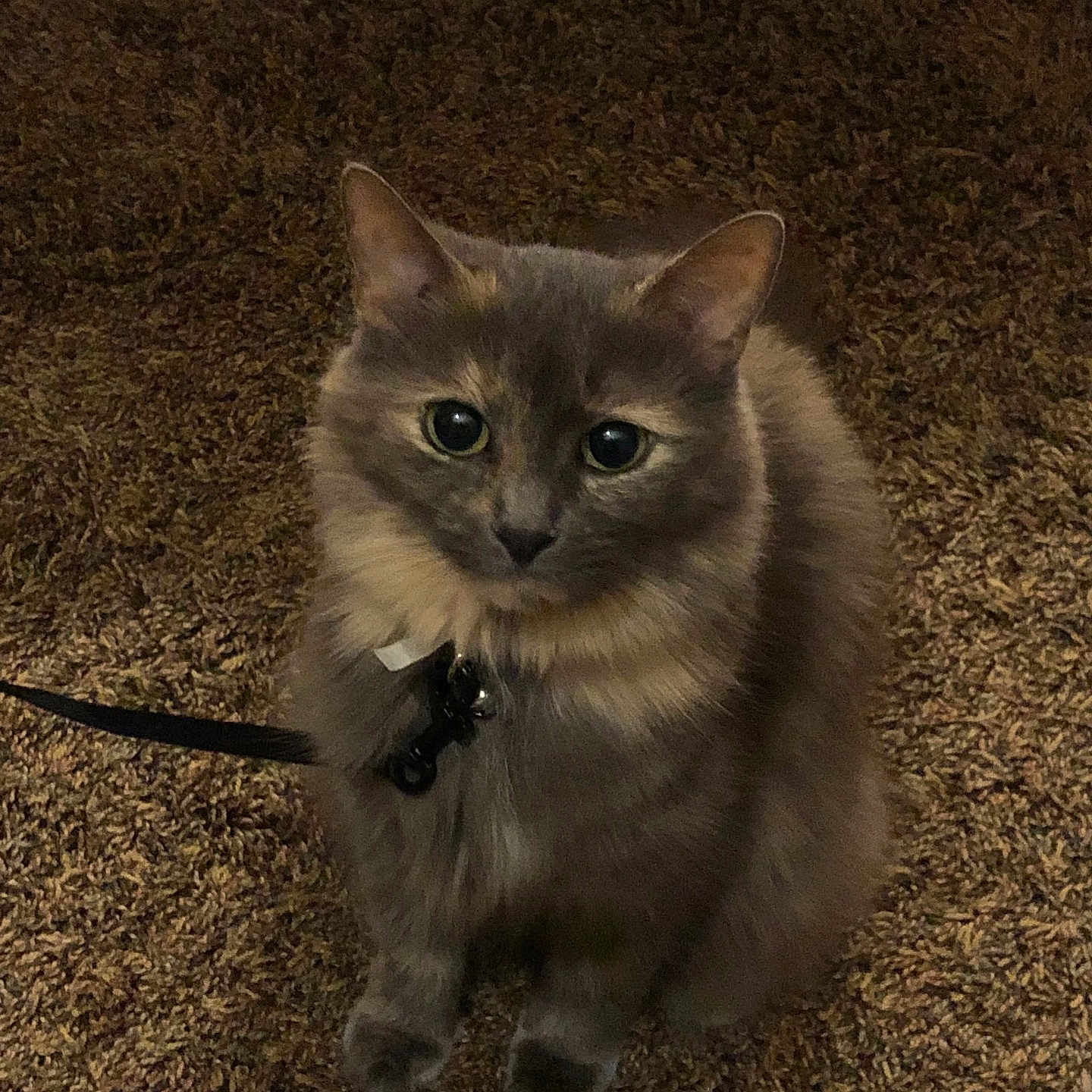 Kitty Girl is registered to the contest to win money with this photo: abyssinian, accessories, angora, animal, cat, collar, couch, formalwear, furniture, hardwood, homedecor, jewelry, kitten, leash, manx, pet, siamese, strap, tie, wood