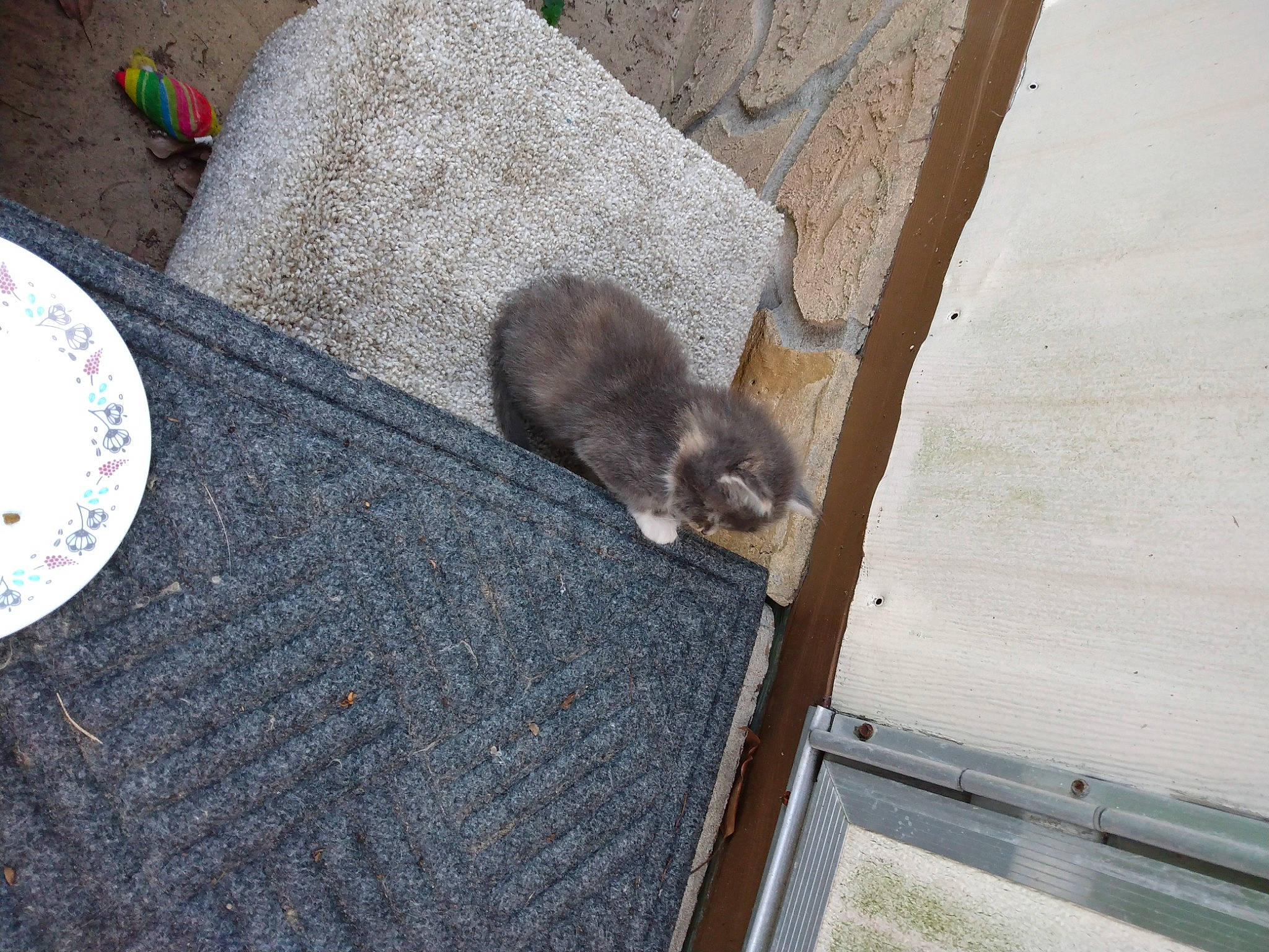 Inquisitive joined the competition — help win amazing prizes! carnivore, felidae, fur, grey, marsupial, mustelidae, mustelinae, plate, platter, procyonidae, rodent, serveware, small_to_medium_sized_cats, snout, tableware, tail, terrestrial_animal, whiskers, wildlife, wood