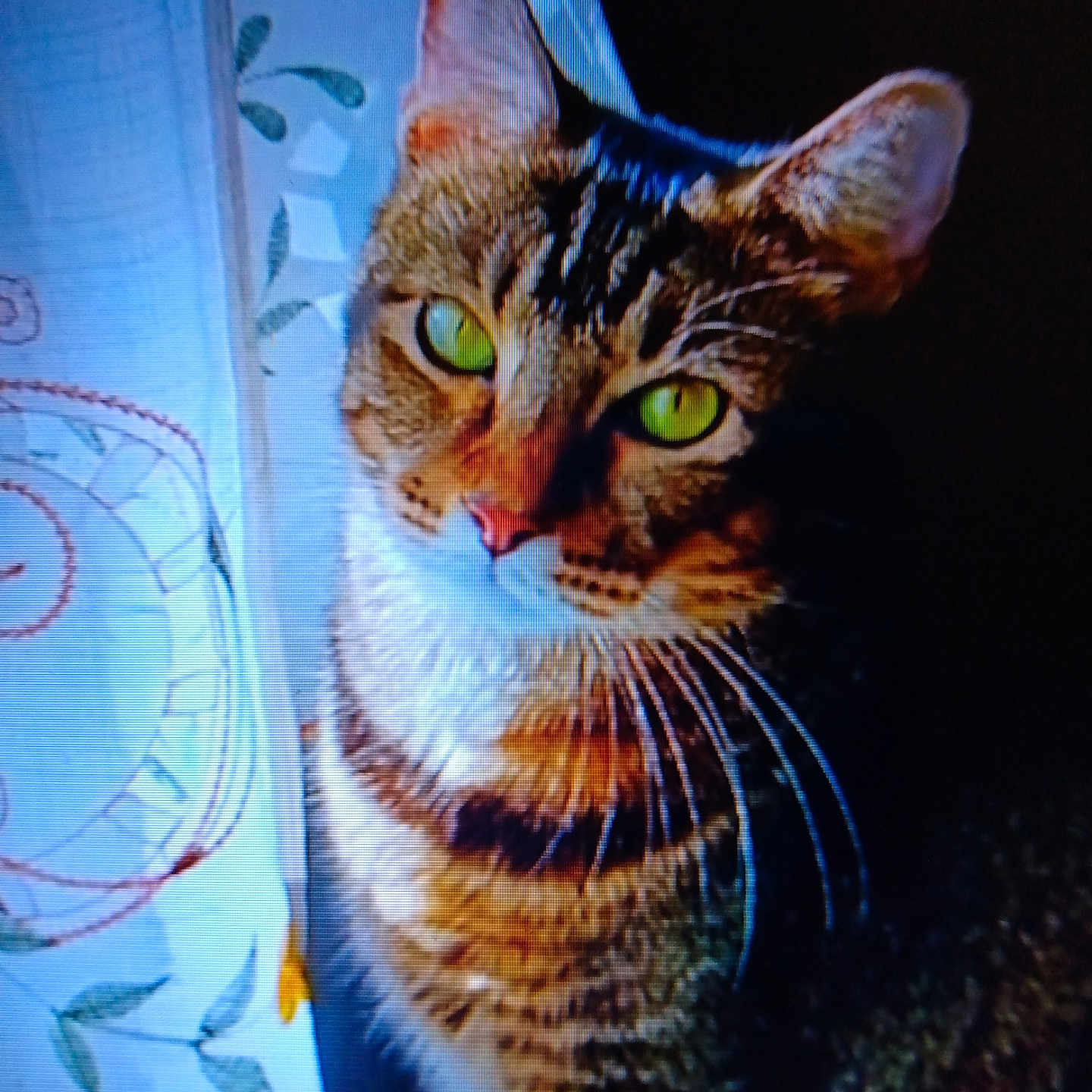 Bashful is registered to the contest to win money with this photo: abyssinian, animal, cat, curtain, kitten, manx, pet