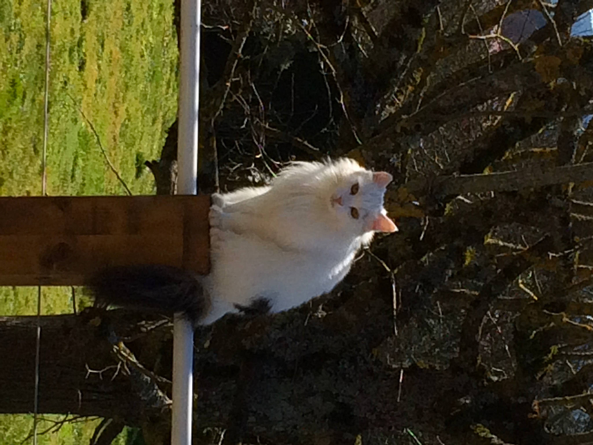 Mimine participe au concours pour gagner de l'argent avec cette photo : beak, bird, bird_of_prey, fawn, feather, fur, grass, landscape, plant, soil, tail, terrestrial_animal, tree, trunk, twig, whiskers, wildlife, wing, wood
