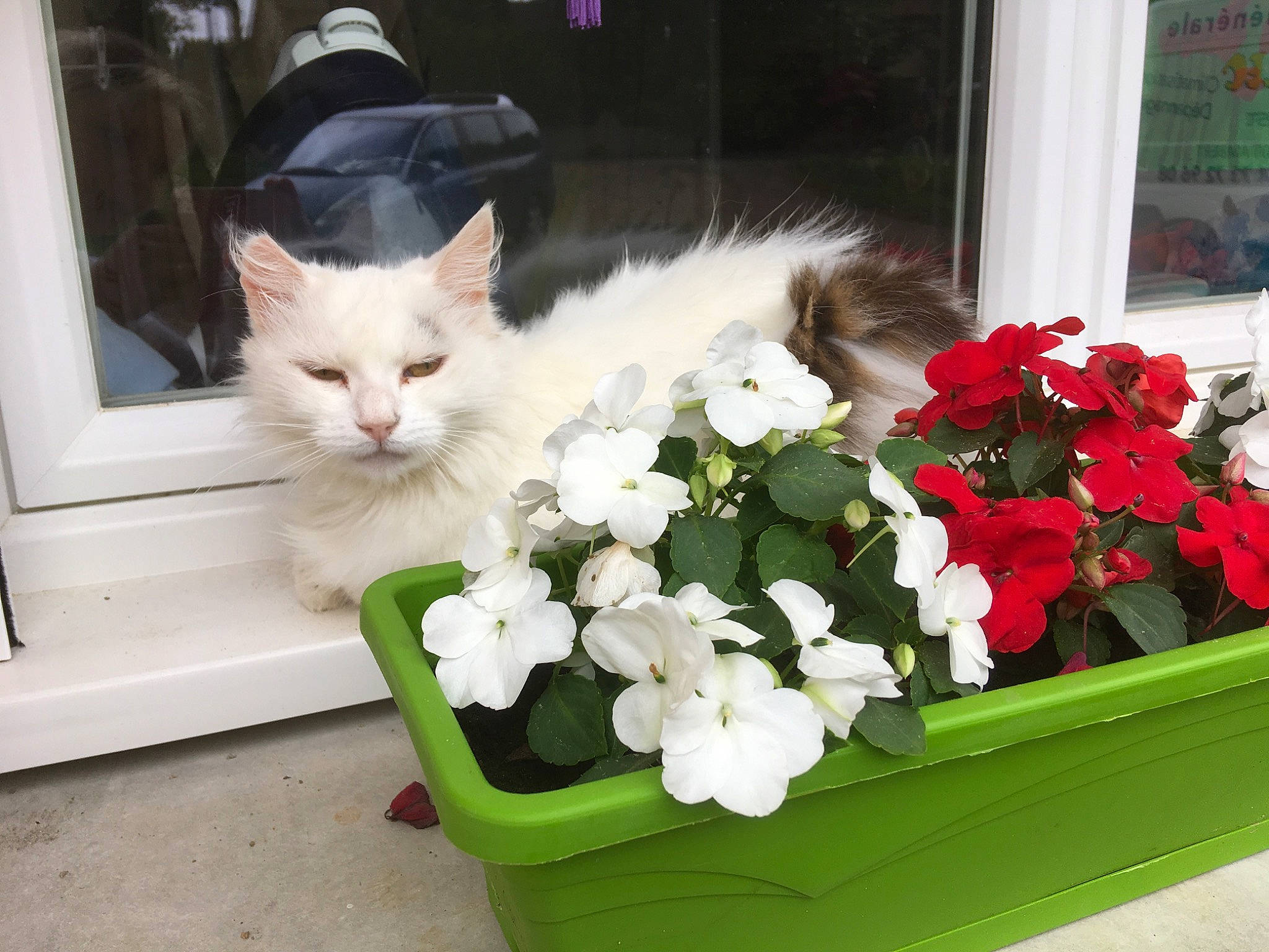 Mimine participe au concours pour gagner de l'argent avec cette photo : annual_plant, artificial_flower, carnivore, cat, cut_flowers, felidae, floral_design, floristry, flower, flower_arranging, flowering_plant, flowerpot, fur, herbaceous_plant, houseplant, petal, plant, small_to_medium_sized_cats, whiskers, window