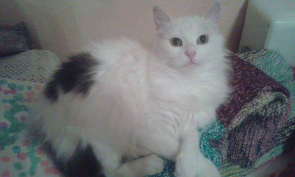 Mimine participe au concours pour gagner de l'argent avec cette photo : carnivore, cat, claw, comfort, domestic_short_haired_cat, eye, fawn, felidae, fur, paw, small_to_medium_sized_cats, snout, tail, whiskers