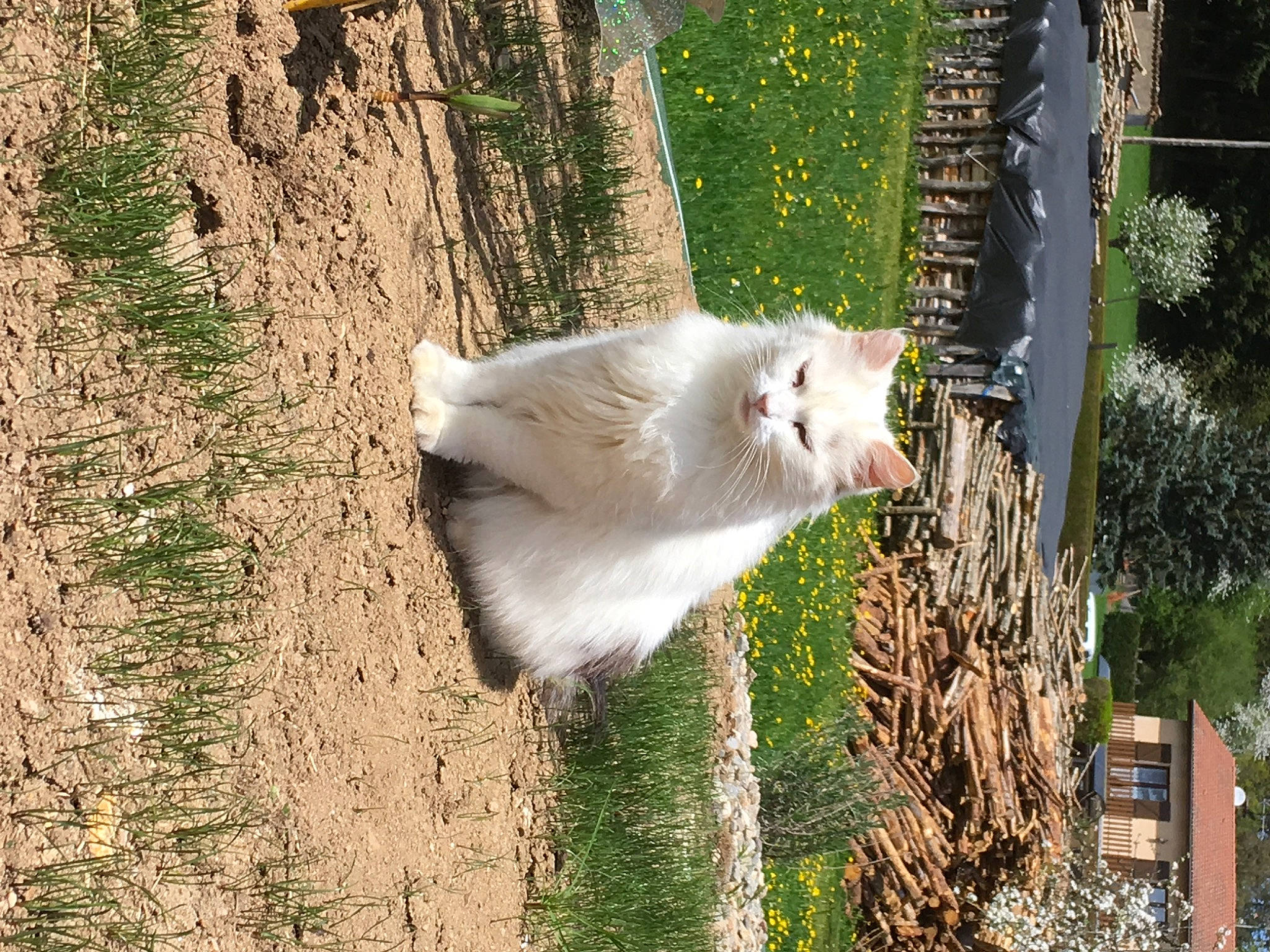 Mimine participe au concours pour gagner de l'argent avec cette photo : canidae, carnivore, cat, eye, fawn, felidae, fur, grass, plant, small_to_medium_sized_cats, snout, sporting_group, tail, terrestrial_animal, tree, trunk, twig, whiskers, wildlife, wood