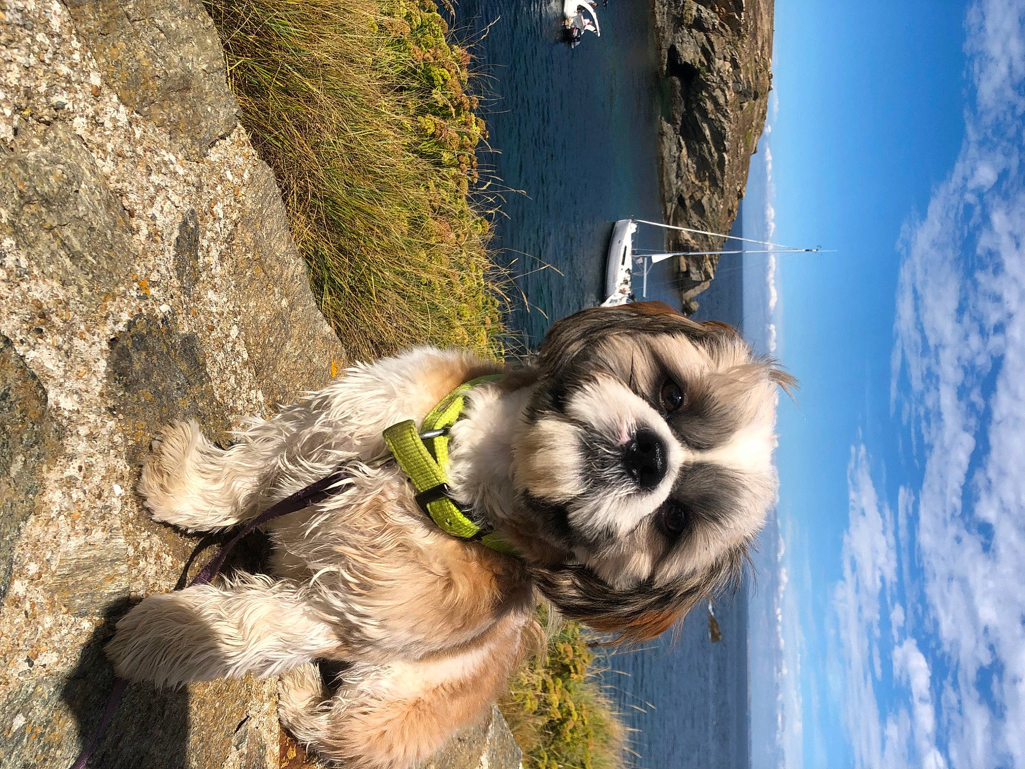 Sam a rejoint le concours — aidez-le/la à gagner de superbes lots ! blue, canidae, cloud, cumulus, dog, dog_breed, fawn, fur, grass, livestock, pack_animal, plant, sky, snout, sporting_group, tree, trunk, water, wood, working_animal