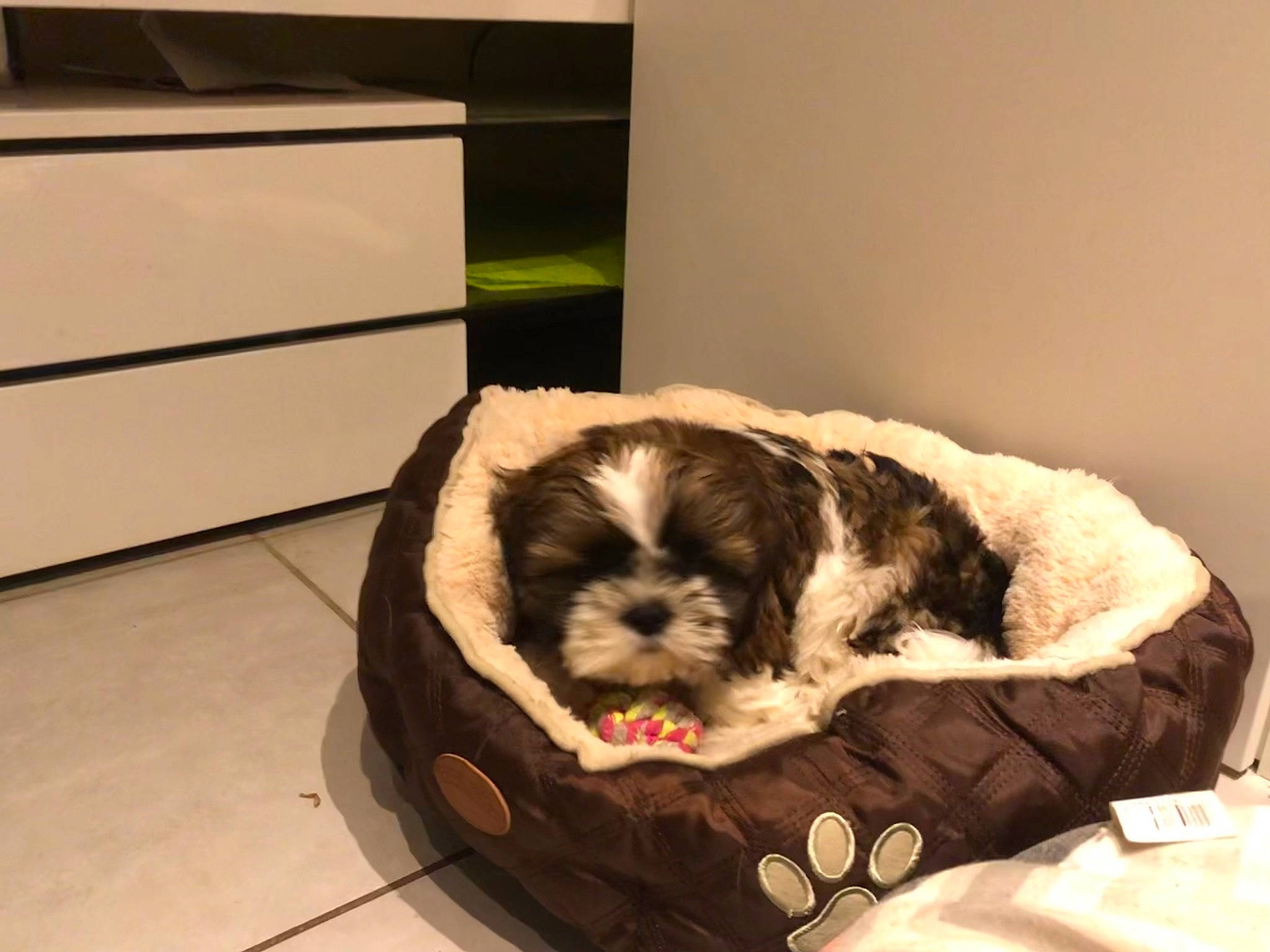 Sam participe au concours pour gagner de l'argent avec cette photo : cabinetry, canidae, carnivore, comfort, companion_dog, dog, dog_bed, dog_breed, dog_supply, fawn, fur, liver, pet_supply, room, shih_tzu, snout, sporting_group, terrier, toy_dog, working_animal
