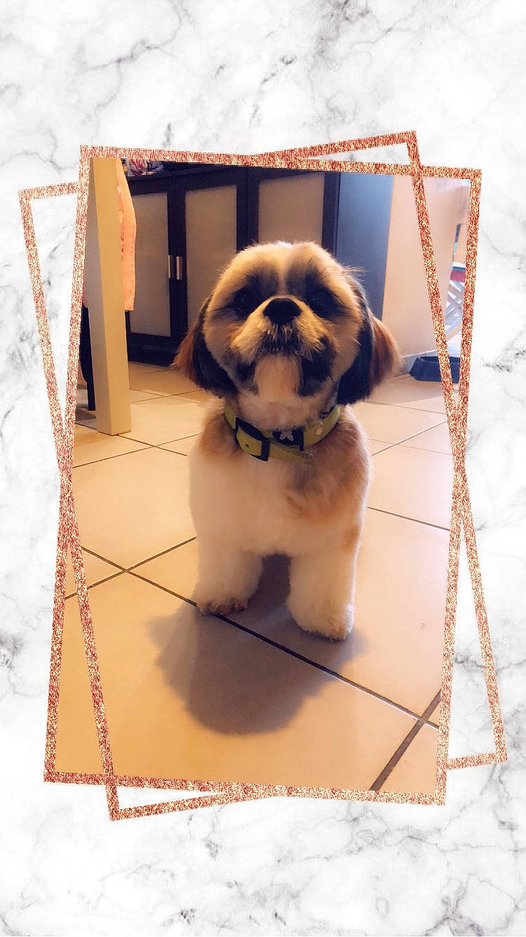 Sam participe au concours pour gagner de l'argent avec cette photo : canidae, carnivore, collar, companion_dog, dog, dog_breed, dog_collar, dog_supply, fawn, fur, pet_supply, pug, rectangle, shih_tzu, snout, snow, sporting_group, toy_dog, winter, working_animal