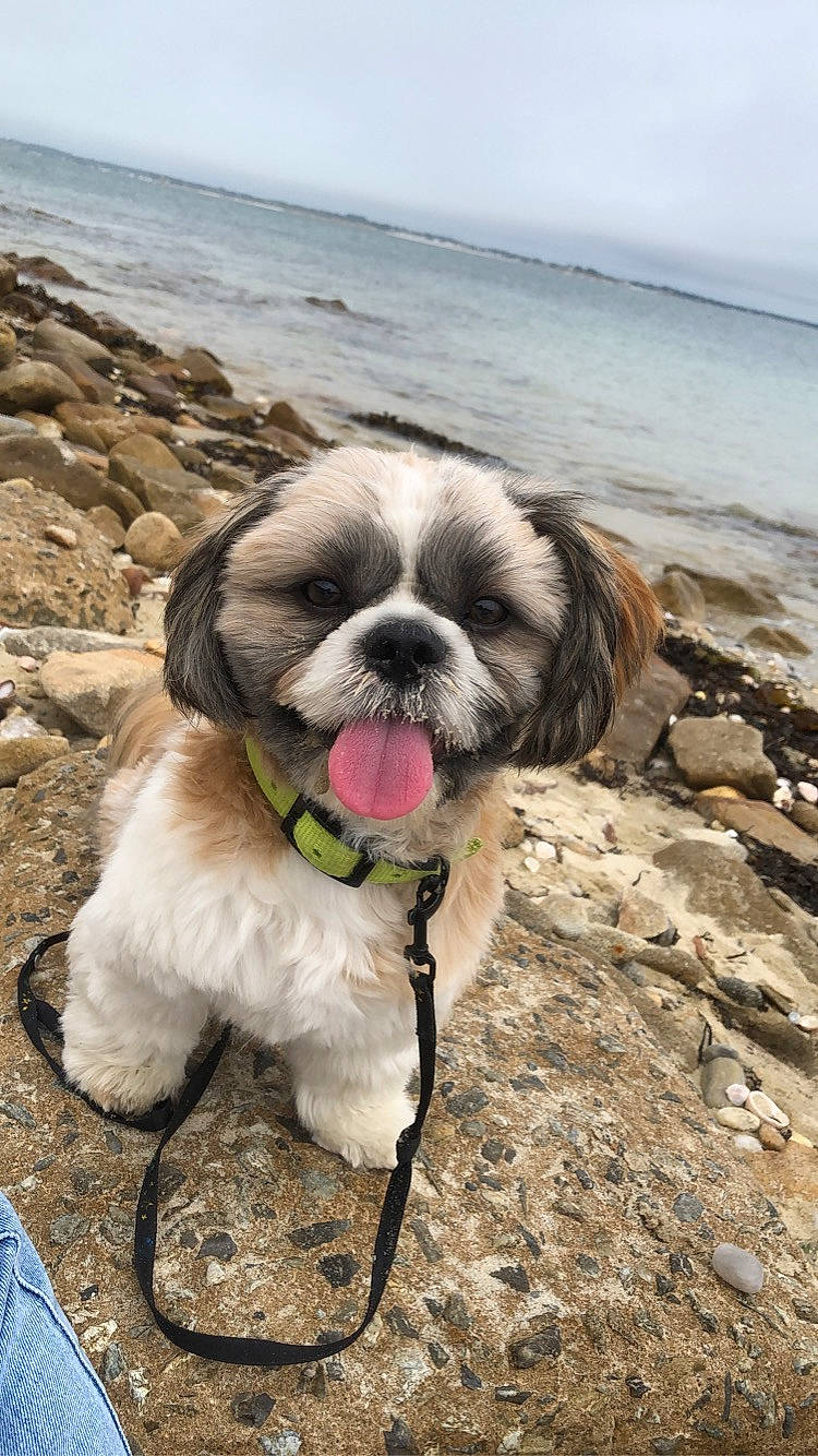 Sam a rejoint le concours — aidez-le/la à gagner de superbes lots ! beach, carnivore, collar, companion_dog, dog, dog_breed, dog_collar, dog_supply, eyewear, fawn, leash, liver, plant, shih_tzu, sky, snout, sporting_group, toy_dog, water, working_animal