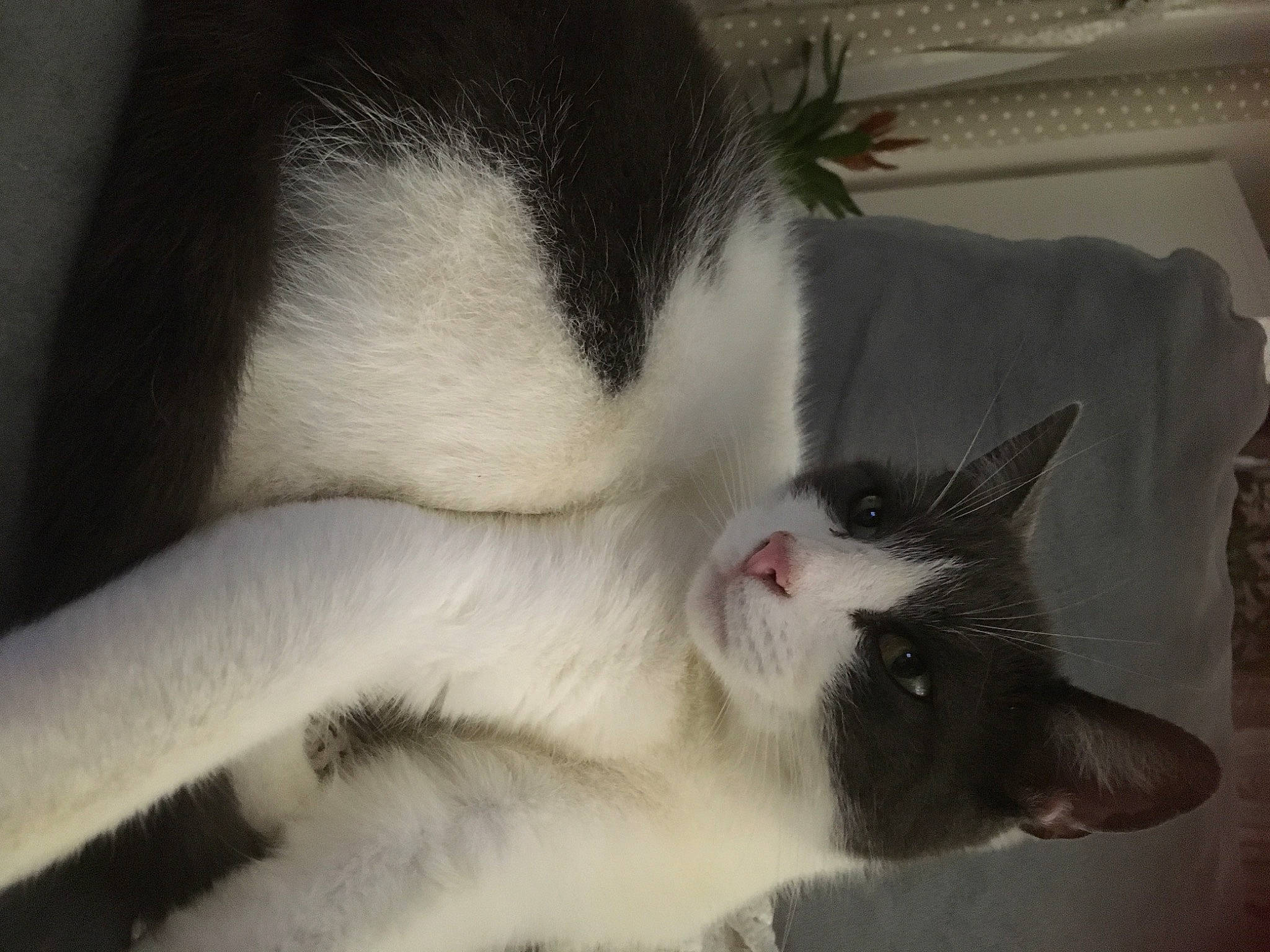 Happy participe au concours pour gagner de l'argent avec cette photo : carnivore, cat, claw, comfort, domestic_short_haired_cat, ear, eye, eyelash, felidae, foot, fur, nap, paw, sleep, small_to_medium_sized_cats, snout, tail, whiskers