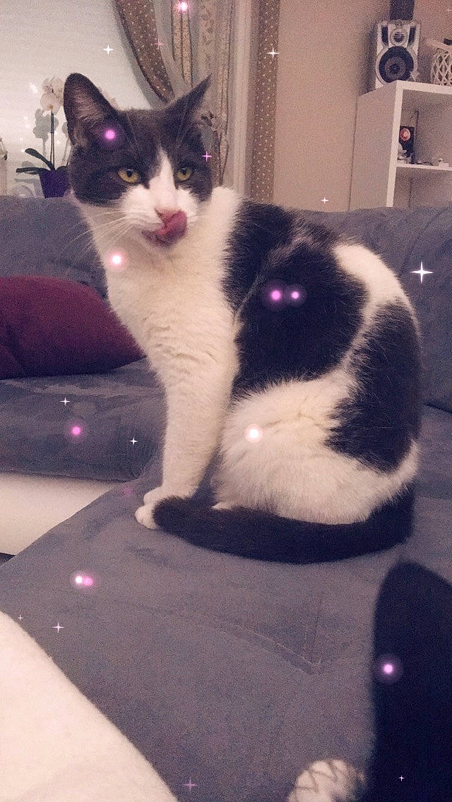 Happy participe au concours pour gagner de l'argent avec cette photo : carnivore, cat, claw, comfort, domestic_short_haired_cat, felidae, flooring, foot, formal_wear, fur, human_leg, lap, light, paw, sitting, small_to_medium_sized_cats, snout, tail, whiskers