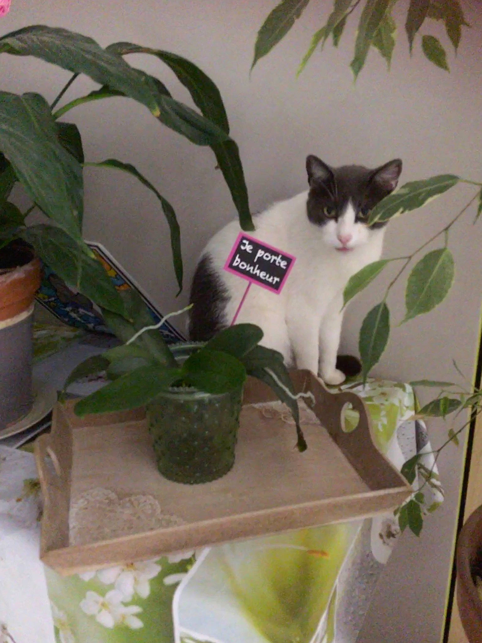 Happy a rejoint le concours — aidez-le/la à gagner de superbes lots ! carnivore, cat, domestic_short_haired_cat, felidae, flowerpot, fur, grass, herb, houseplant, leaf, plant, plant_stem, room, small_to_medium_sized_cats, tail, terrestrial_plant, tree, whiskers