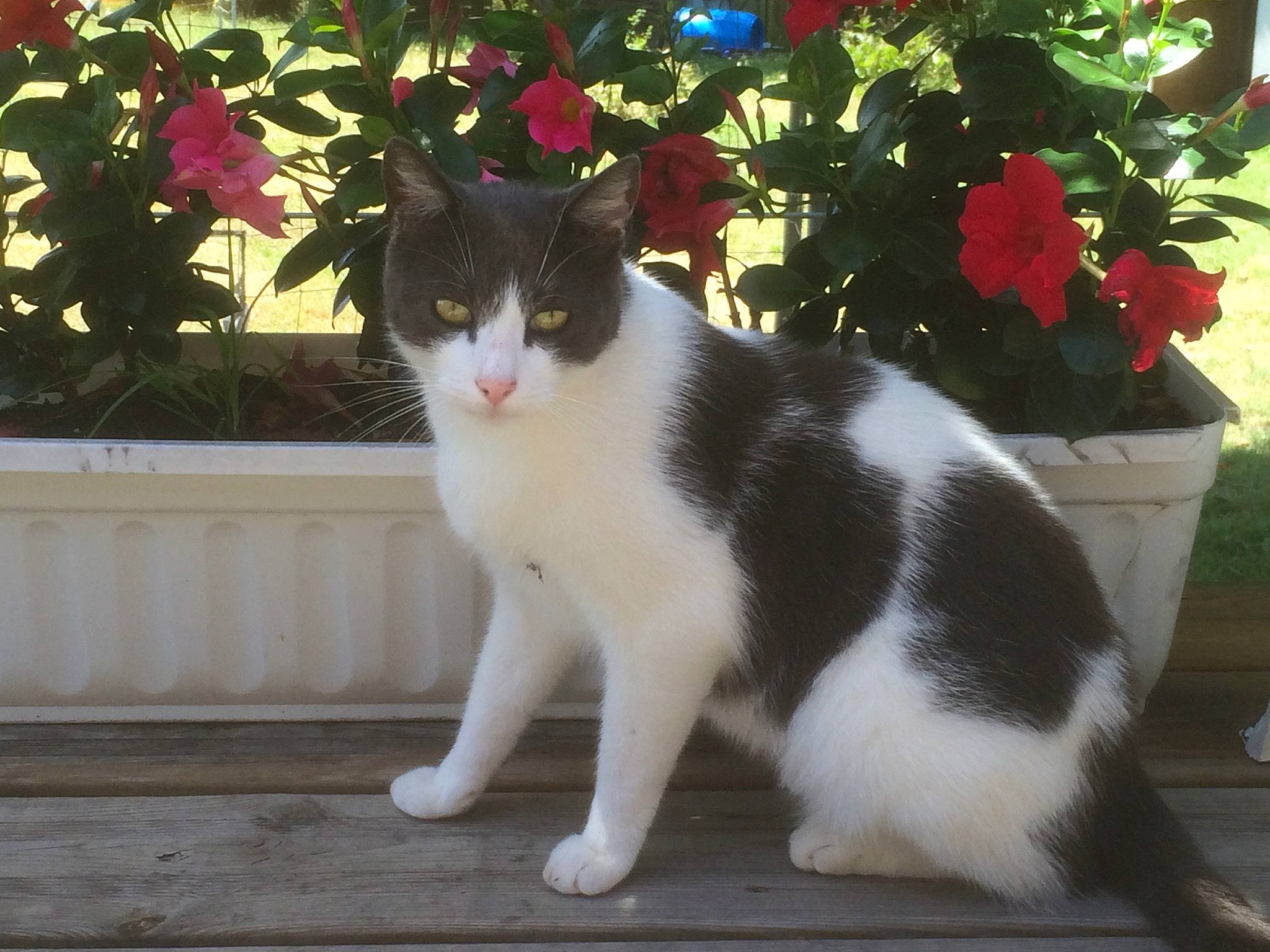 Happy participe au concours pour gagner de l'argent avec cette photo : annual_plant, carnivore, cat, domestic_short_haired_cat, felidae, flower, flowerpot, fur, grass, houseplant, paw, petal, plant, shrub, small_to_medium_sized_cats, snout, tail, tree, whiskers, window