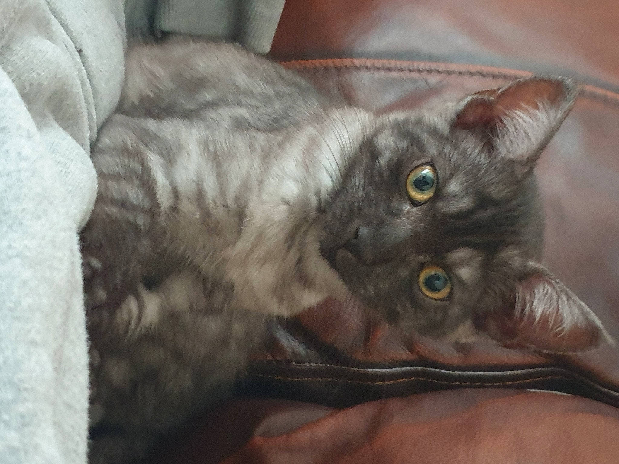 Comet Coo joined the competition — help win amazing prizes! black_cat, carnivore, cat, claw, comfort, domestic_short_haired_cat, ear, fawn, felidae, fur, grey, havana_brown, head, paw, small_to_medium_sized_cats, tail, whiskers