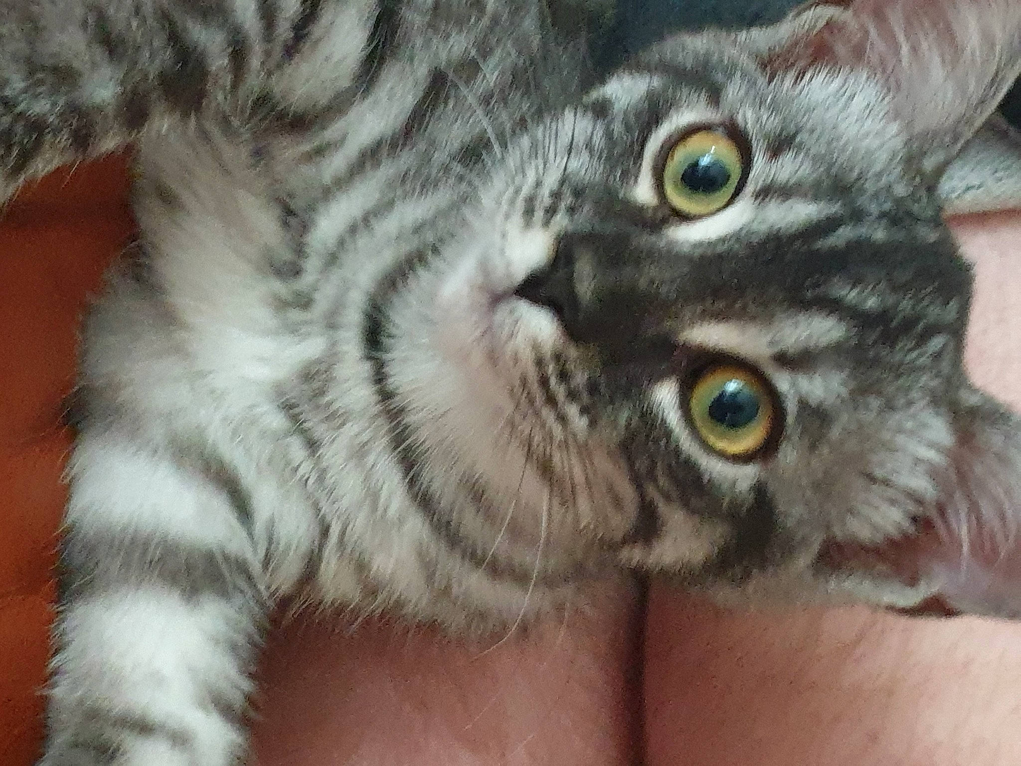 Misty Moo is registered to the contest to win money with this photo: carnivore, cat, claw, close_up, domestic_short_haired_cat, felidae, fur, paw, small_to_medium_sized_cats, snout, terrestrial_animal, whiskers