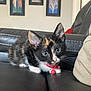 Sage is registered to the contest to win money with this photo: bell, calico, cat, close_up, collar, couch, cute, fur, green_eyes, home, indoor, kitten, leather_couch, living_room, paws, pet, portrait, small, sofa, whiskers