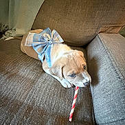 Maci Mae is registered to the contest to win money with this photo: puppy, dog, bow, couch, blanket, chewing, pet, indoor, brown, blue, white, striped, stick, cute, animal, young, cozy, texture, resting, home