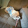 puppy, dog, bow, couch, blanket, chewing, pet, indoor, brown, blue, white, striped, stick, cute, animal, young, cozy, texture, resting, home