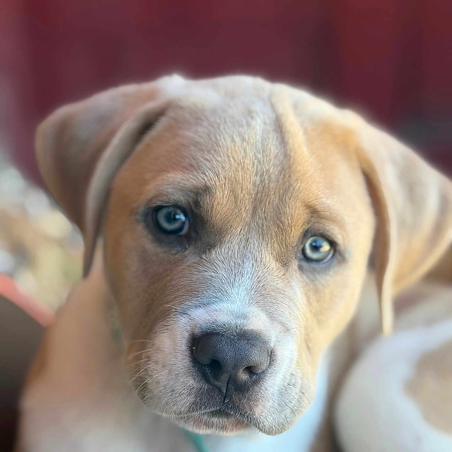 Maci Mae