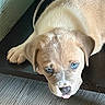 Maci Mae is registered to the contest to win money with this photo: puppy, dog, blue_eyes, tongue_out, lying_down, indoor, floor, wall, cable, cute, pet, animal, young_dog, light_brown_fur, close_up, resting, looking_up, adorable, fur, snout