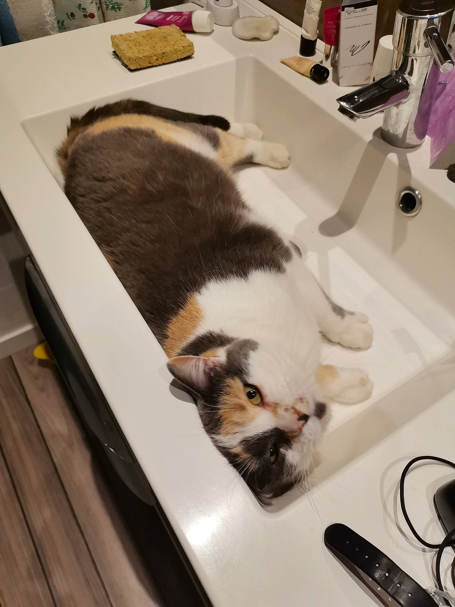 émy a rejoint le concours — aidez-le/la à gagner de superbes lots ! canidae, carnivore, cat, comfort, companion_dog, dog_breed, domestic_short_haired_cat, fawn, felidae, flooring, fur, hardwood, kitchen_utensil, room, small_to_medium_sized_cats, snout, sporting_group, tail, whiskers, wood