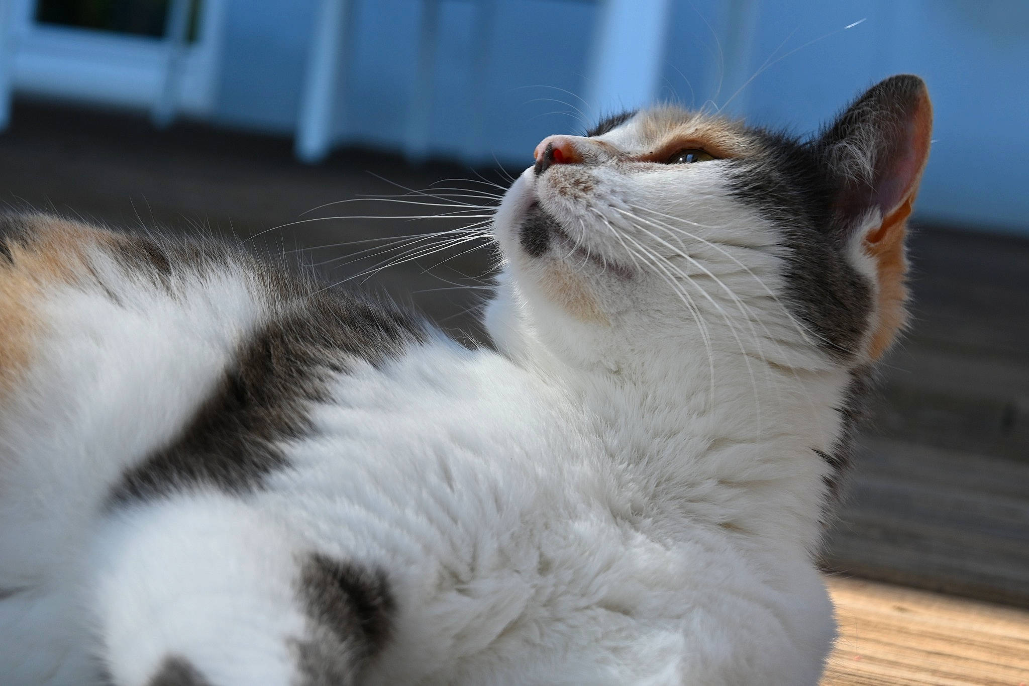 émy participe au concours pour gagner de l'argent avec cette photo : carnivore, cat, claw, domestic_short_haired_cat, felidae, foot, fur, paw, small_to_medium_sized_cats, snout, tail, terrestrial_animal, whiskers, window, wood