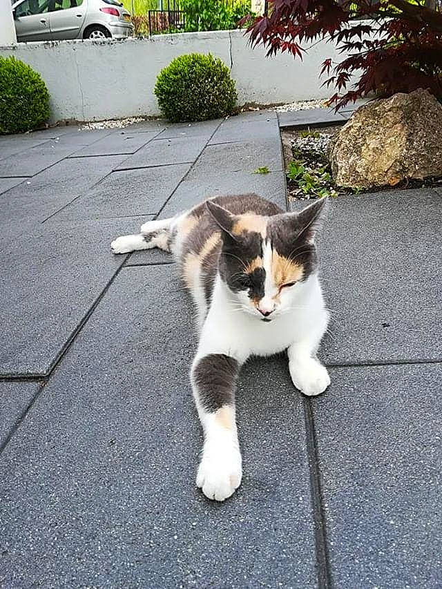 émy a rejoint le concours — aidez-le/la à gagner de superbes lots ! asphalt, canidae, carnivore, cat, domestic_short_haired_cat, felidae, fur, grass, paw, plant, road, road_surface, sidewalk, sitting, small_to_medium_sized_cats, snout, street, tail, tree, whiskers