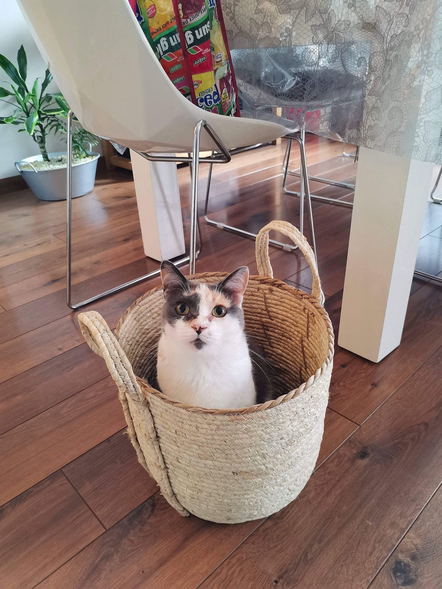 émy participe au concours pour gagner de l'argent avec cette photo : basket, carnivore, cat, cat_supply, comfort, domestic_short_haired_cat, fawn, felidae, flooring, flowerpot, fur, hardwood, houseplant, outdoor_furniture, pet_supply, plant, small_to_medium_sized_cats, tail, whiskers, wood