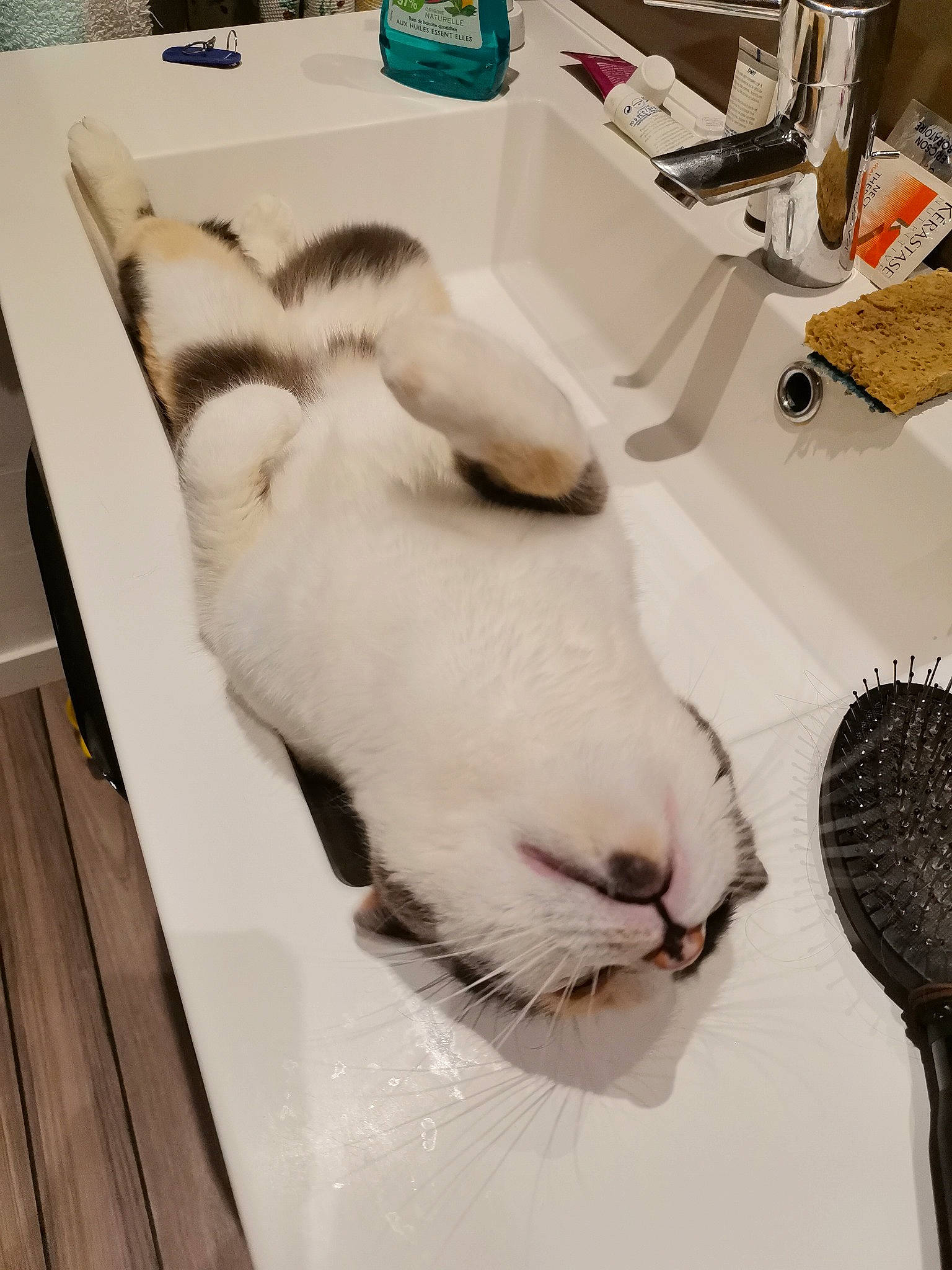 émy participe au concours pour gagner de l'argent avec cette photo : _geese_and_swans, audio_equipment, bathroom, ducks, fawn, felidae, flooring, fur, kitchen_utensil, plumbing, plumbing_fixture, rabbit, room, sink, small_to_medium_sized_cats, snout, tail, tap, whiskers, white