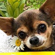 Tinker is registered to the contest to win money with this photo: chihuahua, puppy, dog, flower, daisy, pet, closeup, cute, animal, outdoor, nature, fur, face, ears, nose, whiskers, yellow, white, green, resting