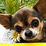 chihuahua, puppy, dog, flower, daisy, pet, closeup, cute, animal, outdoor, nature, fur, face, ears, nose, whiskers, yellow, white, green, resting