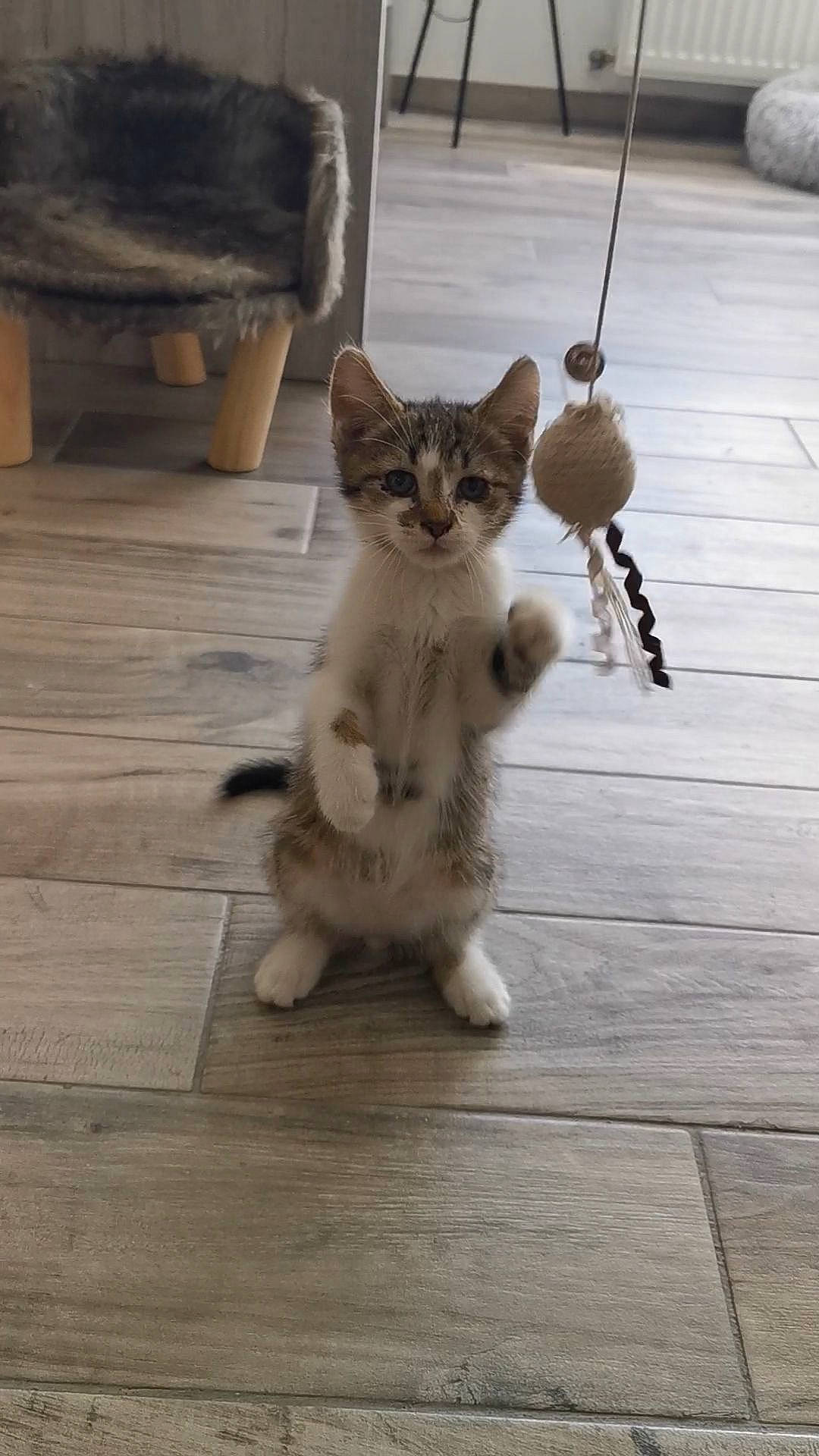 Timon a rejoint le concours — aidez-le/la à gagner de superbes lots ! carnivore, cat, claw, domestic_short_haired_cat, fawn, felidae, flooring, fur, grey, hardwood, mammal, metal, paw, small_to_medium_sized_cats, snout, tail, terrestrial_animal, vertebrate, whiskers, wood