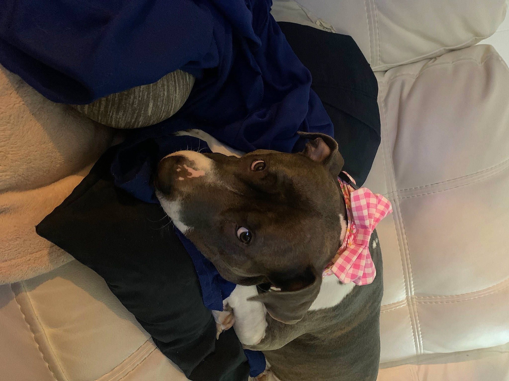 Raven joined the competition — help win amazing prizes! canidae, carnivore, collar, comfort, companion_dog, dog, dog_breed, dog_collar, fawn, fur, guard_dog, helmet, non_sporting_group, sporting_group, weimaraner, whiskers, working_animal