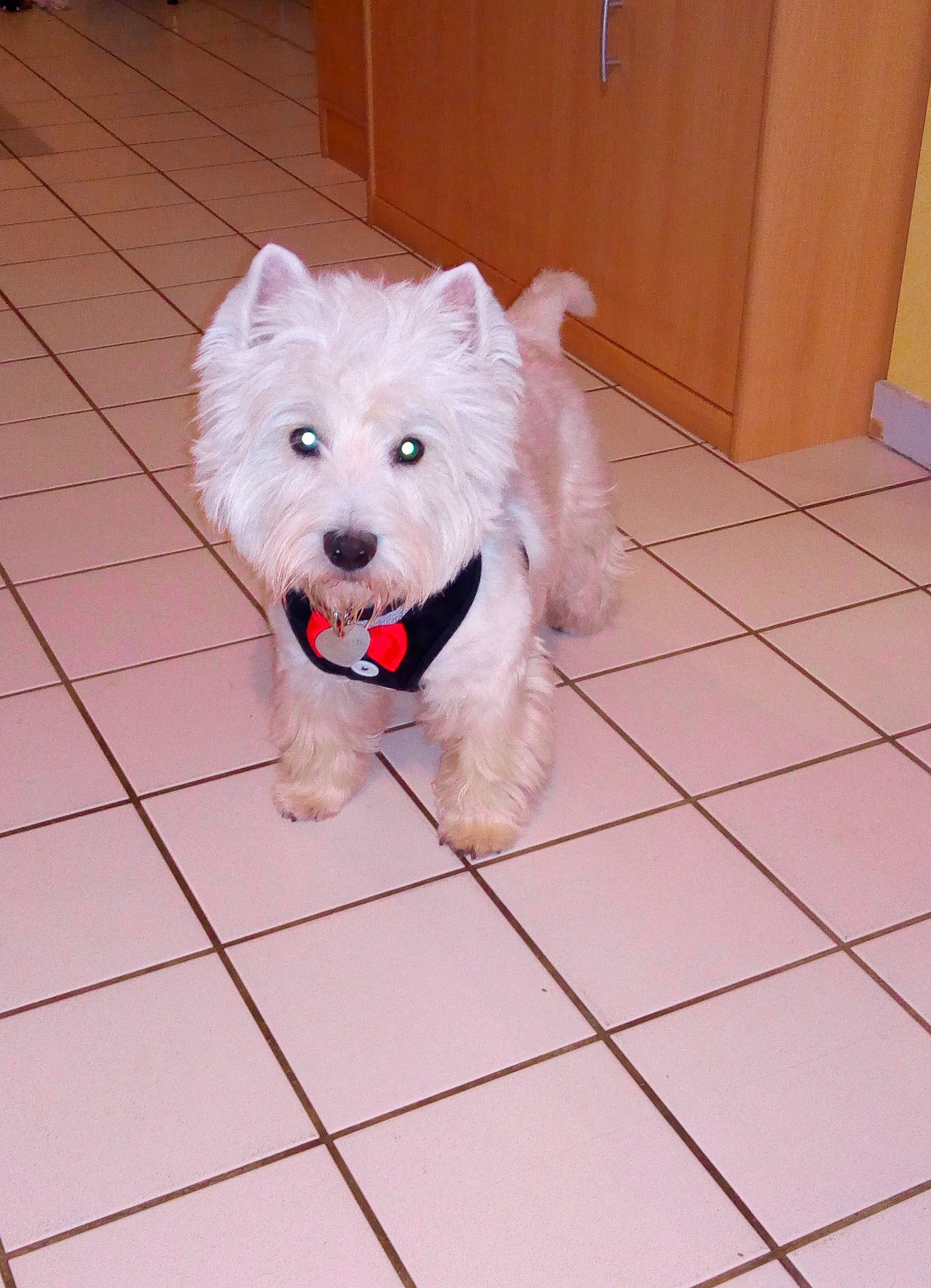 Obi-wan participe au concours pour gagner de l'argent avec cette photo : cairn_terrier, canidae, carnivore, companion_dog, dog, dog_breed, mammal, puppy, rare_breed_dog, small_terrier, terrier, vertebrate, west_highland_white_terrier