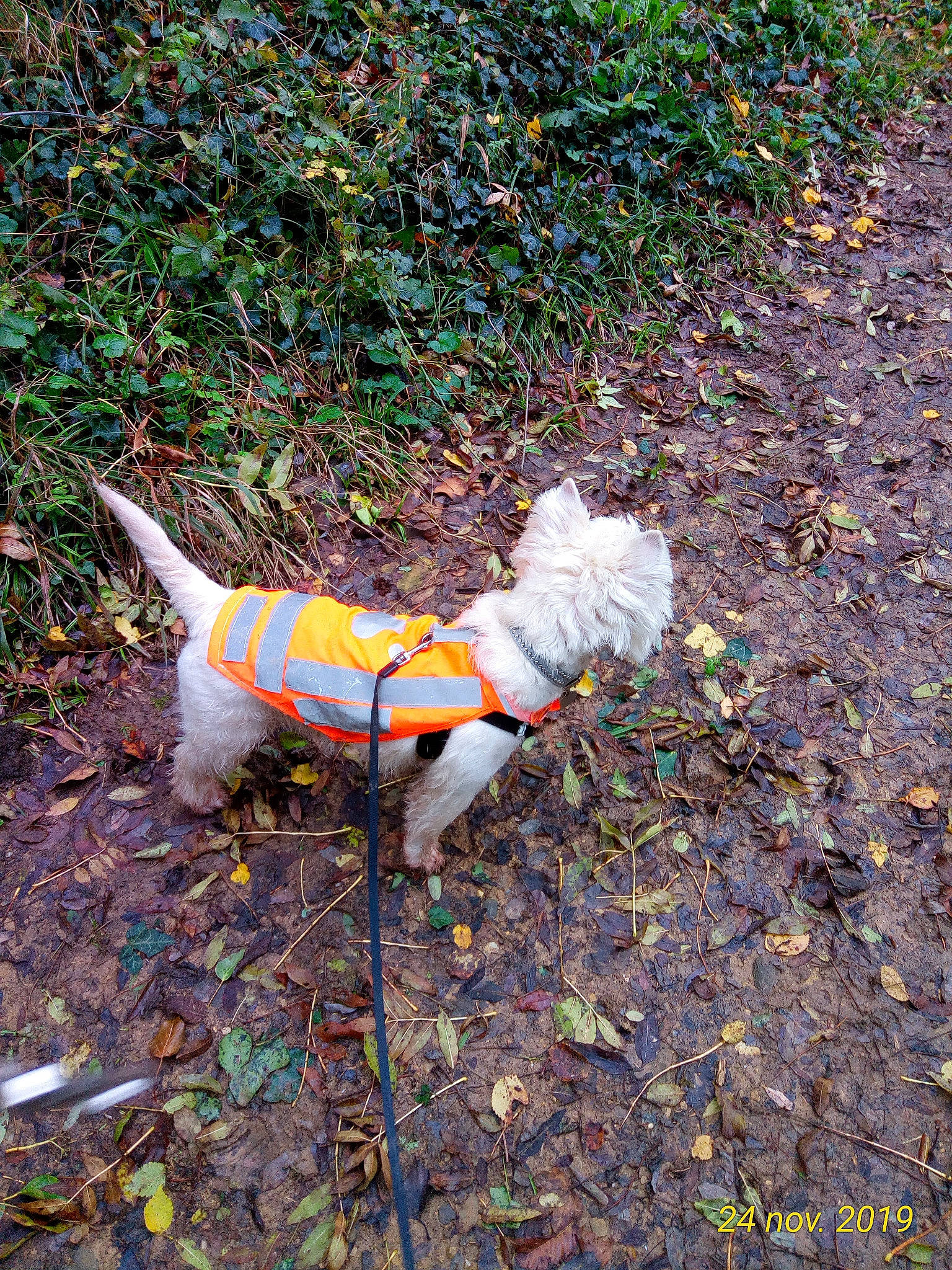 Obi-wan a rejoint le concours — aidez-le/la à gagner de superbes lots ! adventure, autumn, canidae, carnivore, companion_dog, dog, dog_breed, dog_clothes, leaf, tail, terrier, west_highland_white_terrier