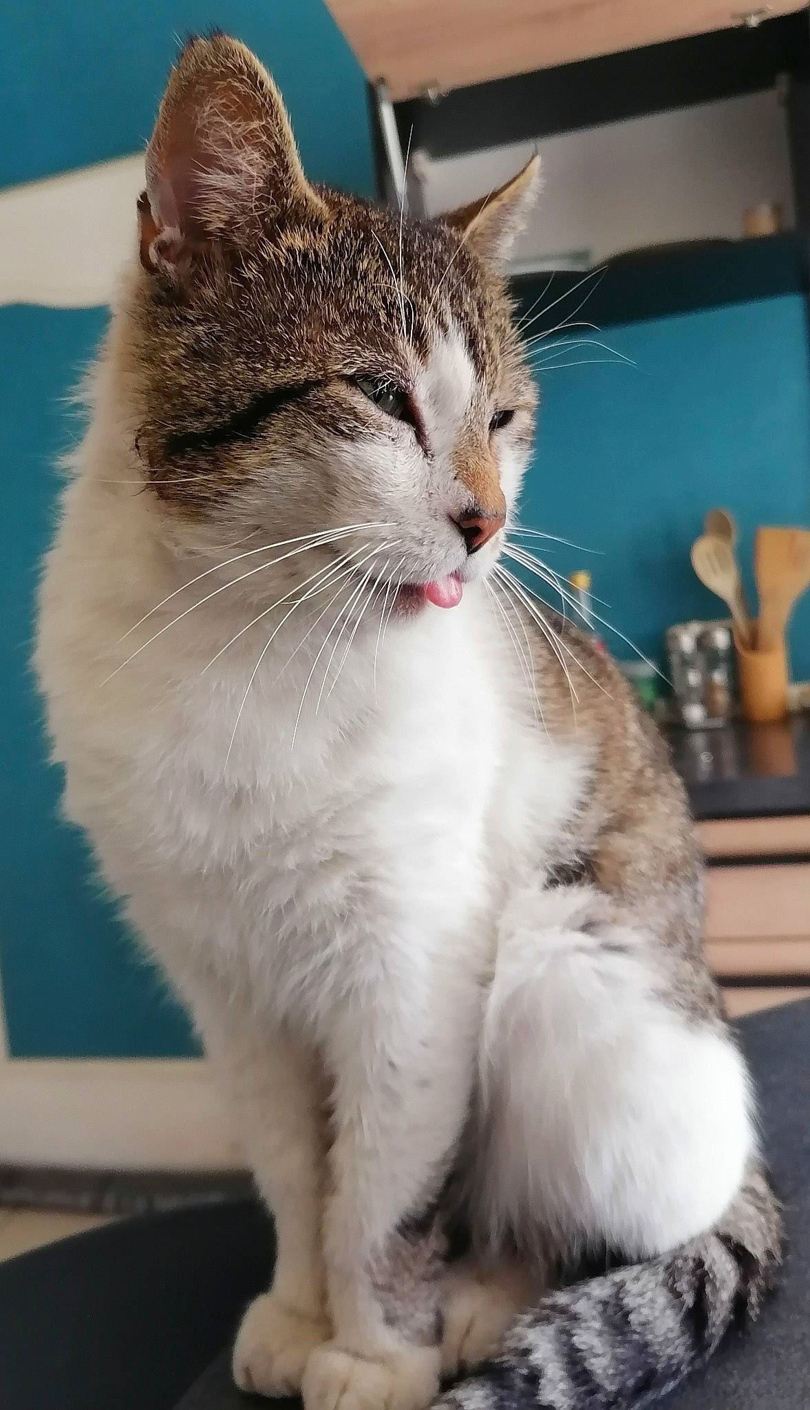 Marley a rejoint le concours — aidez-le/la à gagner de superbes lots ! carnivore, cat, claw, domestic_short_haired_cat, felidae, fur, paw, sitting, small_to_medium_sized_cats, snout, tail, whiskers, window