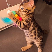 Aïko a rejoint le concours — aidez-le/la à gagner de superbes lots ! black, brown, cat, colorful, curious, domestic, feathers, feline, floor, focused, indoor, kitten, orange, paws, pet, playful, standing, striped, toy, young