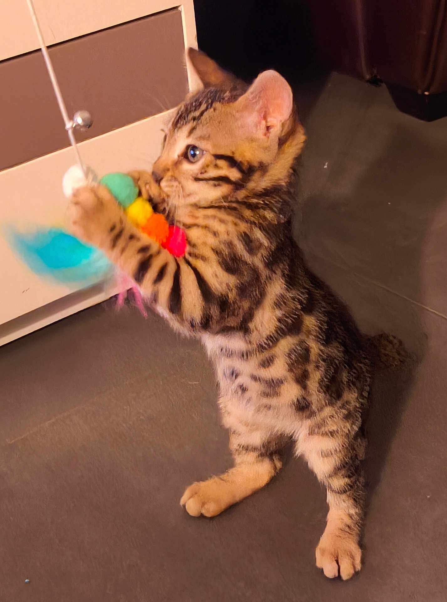 Aïko a rejoint le concours — aidez-le/la à gagner de superbes lots ! black, brown, cat, colorful, curious, domestic, feathers, feline, floor, focused, indoor, kitten, orange, paws, pet, playful, standing, striped, toy, young