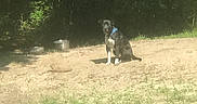 Texas is registered to the contest to win money with this photo: dog, black_and_white, blue_collar, sitting, sand, grass, metal_bowls, trees, outdoor, nature, sunlight, pet, animal, canine, forest, ground, shade, daylight, watchful, collar
