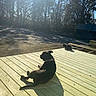 Texas is registered to the contest to win money with this photo: dog, cat, wooden_deck, sunlight, shadow, outdoor, trees, forest, nature, animal, pet, relaxing, daytime, sunny, backyard, quiet, resting, wood, canine, feline