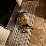 cat, tabby_cat, striped_rug, floor_tiles, kitchen, appliance, indoor, pet, relaxed, lying_down, feline, fur, cozy, home, comfort, animal, stretching, brown, black, white