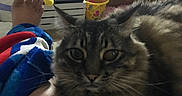 Mira is registered to the contest to win money with this photo: cat, tabby_cat, indoor, furniture, dresser, blanket, person, leg, foot, colorful_fabric, bucket, toy, cozy, pet, fur, home, relaxing, animal, domestic, curious