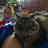 cat, tabby_cat, indoor, furniture, dresser, blanket, person, leg, foot, colorful_fabric, bucket, toy, cozy, pet, fur, home, relaxing, animal, domestic, curious