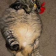 Mira is registered to the contest to win money with this photo: cat, fluffy, toy, feather, carpet, lying_down, playful, pet, animal, feline, indoor, cute, tabby, paw, whiskers, relaxed, fur, claws, mammal, domestic