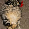 cat, fluffy, toy, feather, carpet, lying_down, playful, pet, animal, feline, indoor, cute, tabby, paw, whiskers, relaxed, fur, claws, mammal, domestic