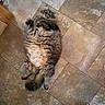 cat, fluffy, sprawled, floor, tile, wide_eyes, fur, indoor, pet, cute, chubby, relaxed, mammal, whiskers, paws, tail, animal, domestic, feline, resting