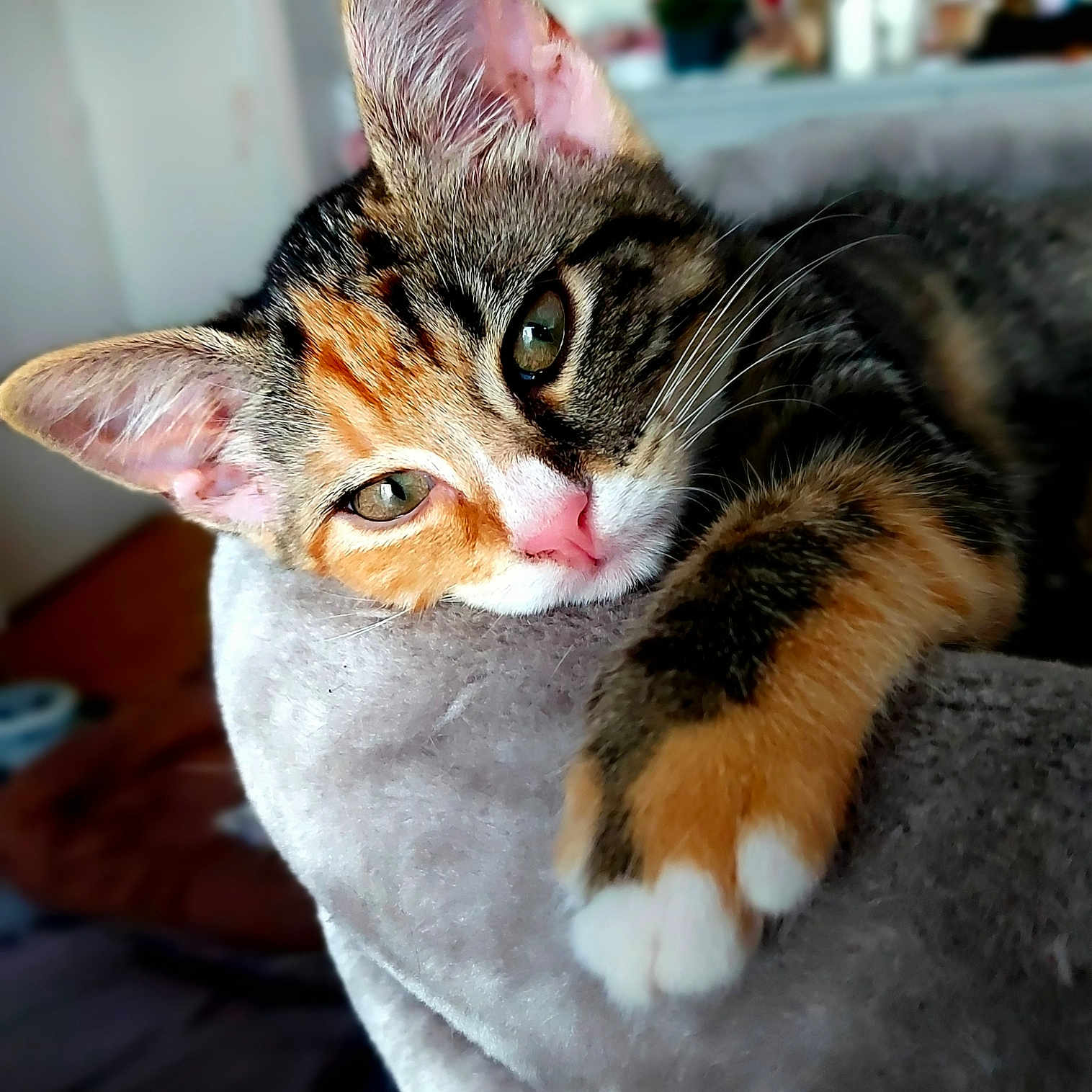 Tylia