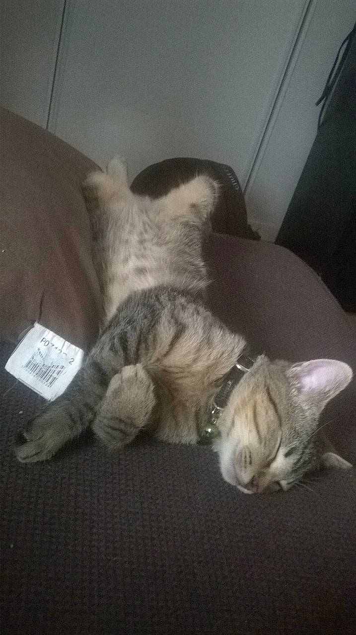 Réglisse participe au concours pour gagner de l'argent avec cette photo : carnivore, cat, comfort, companion_dog, couch, dog_breed, domestic_short_haired_cat, fawn, felidae, fur, grey, human_leg, linens, mammal, paw, small_to_medium_sized_cats, snout, tail, whiskers, wood