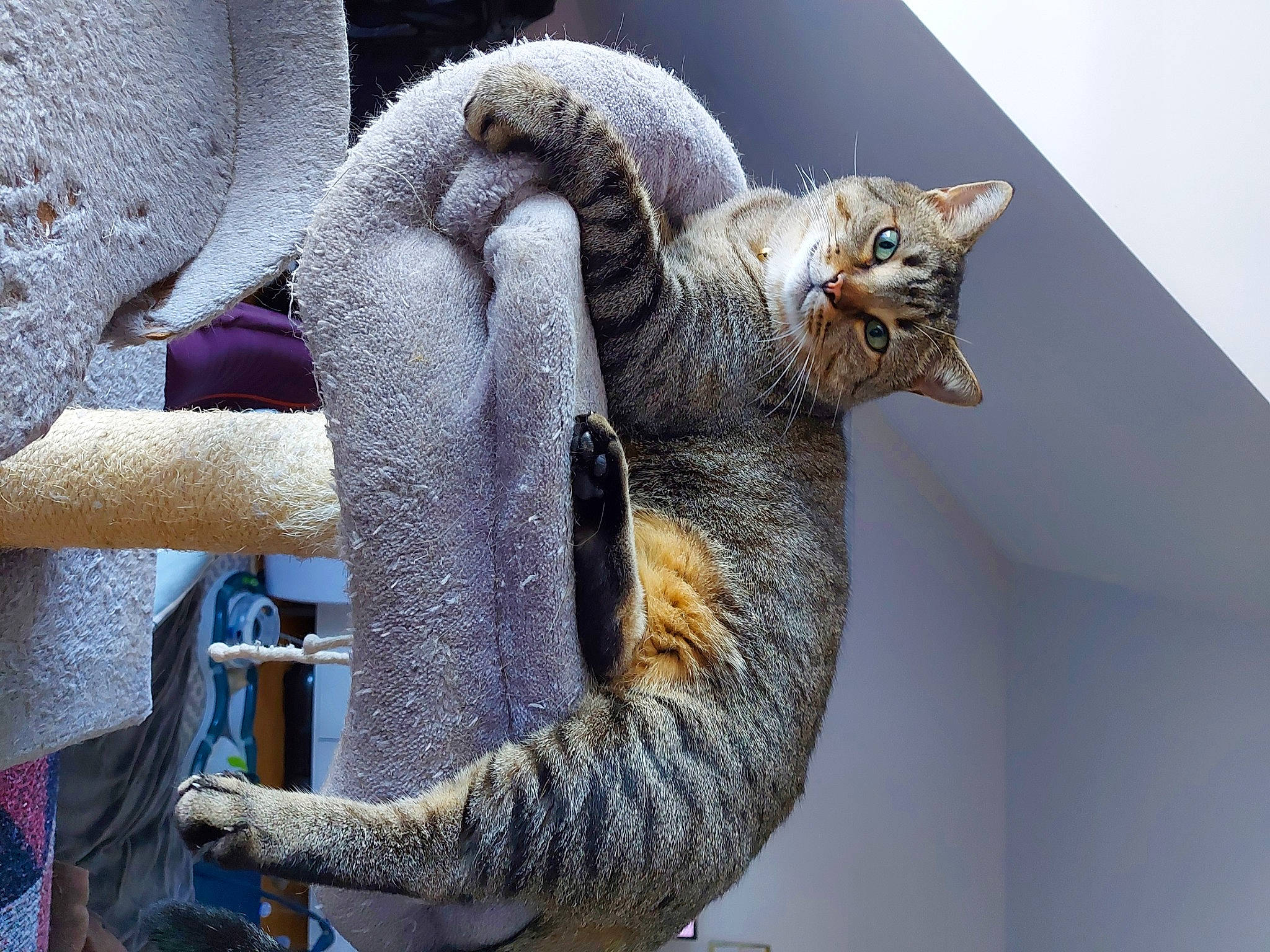 Réglisse participe au concours pour gagner de l'argent avec cette photo : art, carnivore, cat, cat_supply, claw, comfort, domestic_short_haired_cat, fawn, felidae, fur, grey, organism, paw, small_to_medium_sized_cats, snout, tail, terrestrial_animal, trunk, whiskers, wildlife