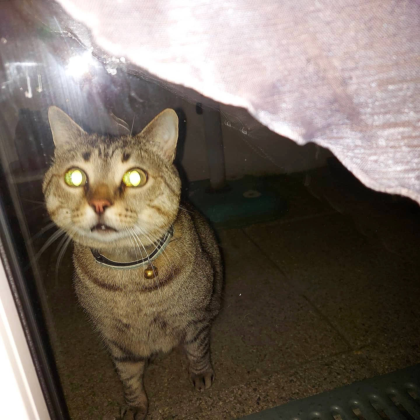 Réglisse participe au concours pour gagner de l'argent avec cette photo : carnivore, cat, domestic_short_haired_cat, door, eye, felidae, fur, grey, head, metal, paw, road_surface, shadow, sitting, small_to_medium_sized_cats, snout, tail, terrestrial_animal, whiskers, window