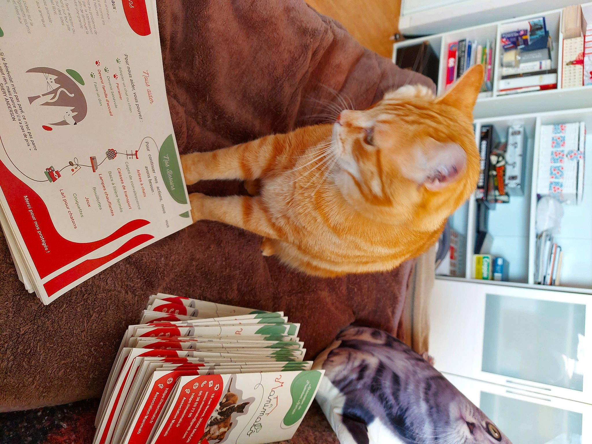 Olaf Olympe participe au concours pour gagner de l'argent avec cette photo : art, carmine, carnivore, cat, comfort, domestic_short_haired_cat, fawn, felidae, fur, hardwood, linens, pattern, room, shelf, small_to_medium_sized_cats, tail, thread, whiskers, wood, wool